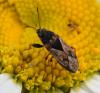 Trapezonotus ullrichi